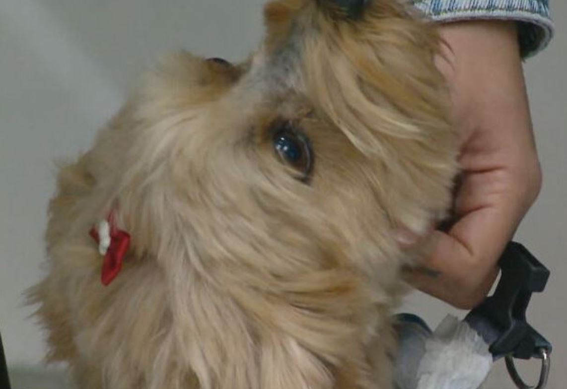 Mas não foi somente Billi o contemplado com um presente que mudou sua vida. Um cachorro vira-lata que não conseguia se locomover também passou a ter motivos para ser mais feliz.