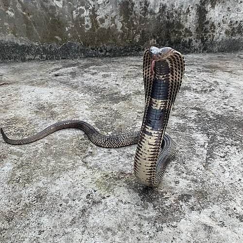 Algumas najas possuem a habilidade de cuspir veneno como forma de defesa. A naja cuspideira projeta o veneno na direção dos olhos do agressor, podendo causar dor intensa e até cegueira.