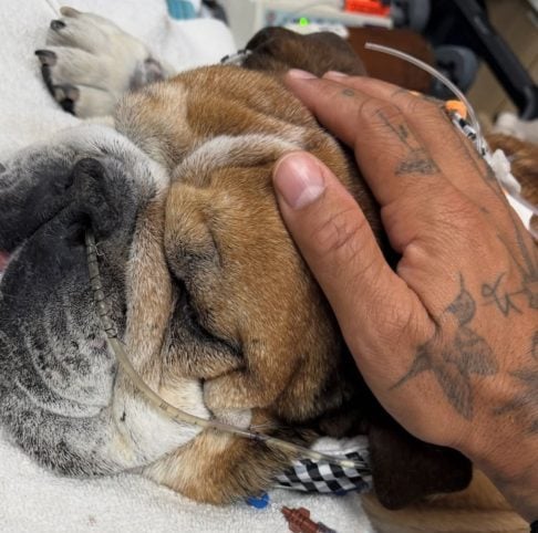 A situação mobilizou diversas personalidades, como as atrizes Anya Taylor-Joy e Sofia Vergara, e a skatista brasileira Rayssa Leal, que enviaram mensagens de solidariedade.