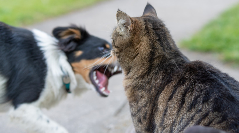 Segundo o IndiaToday, a esposa alega que o cachorro do marido '' 
