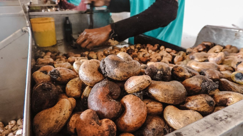 Produção de castanhas em Pacajus sofre impacto do tarifaço dos Estados Unidos
