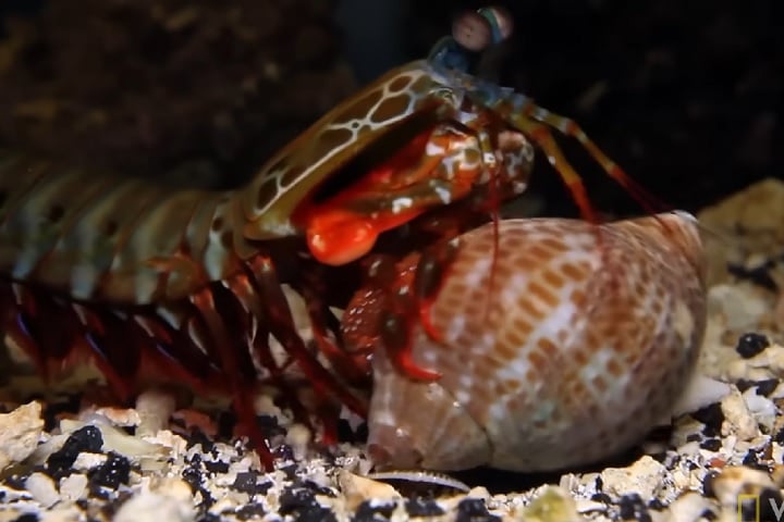 Ela é um predador voraz e se alimenta de moluscos, caranguejos, peixes e outros crustáceos.