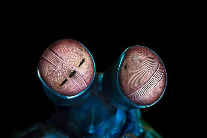 Outra característica impressionante da lagosta-boxeadora é sua visão. Ela possui um dos sistemas visuais mais complexos do mundo animal, com olhos que contêm até 16 tipos de fotorreceptores (enquanto os humanos têm apenas três). 