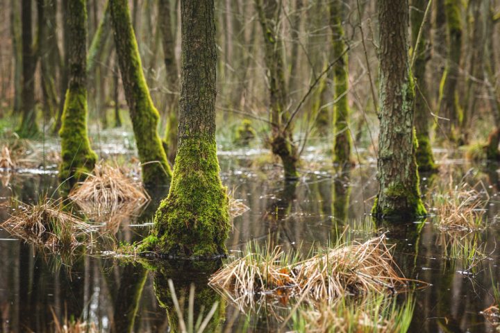 Segundo as pesquisas, embora fosse lenta, a salamandra utilizava técnicas sofisticadas para sugar suas presas para dentro dos pântanos.