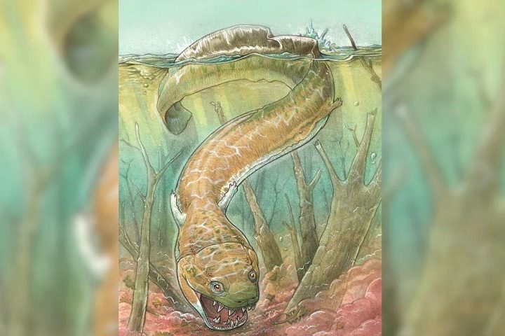 Ele tem uma cabeça grande e plana em formato de assento de vaso sanitário, que lhe permite abrir a boca e sugar a presa. Toda a frente da boca são apenas dentes gigantes, detalhou Jason Pardo, coautor do estudo.