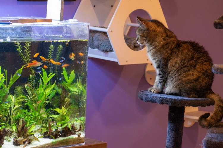 Foto de apoio ilustrativo: Gato olhando para peixes em um aquário 