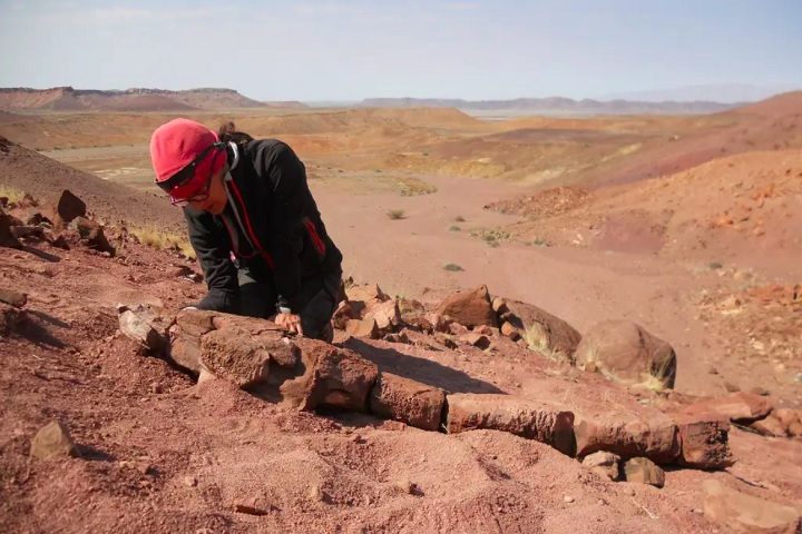 Os vestígios são de uma Gaiasia jennyae, uma espécie de salamandra gigante que habitava parte do extremo sul do supercontinente conhecido como Gondwana. 