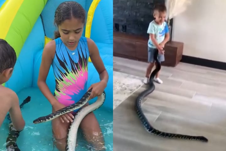 Segundo ele, as serpentes que eles criam em casa são dóceis e acostumadas à presença humana.