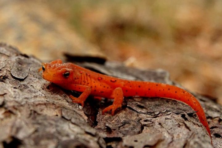 Esses animais são conhecidos por sua capacidade de regeneração: conseguem reconstruir partes perdidas do corpo, como cauda, membros e até porções do coração ou olhos.