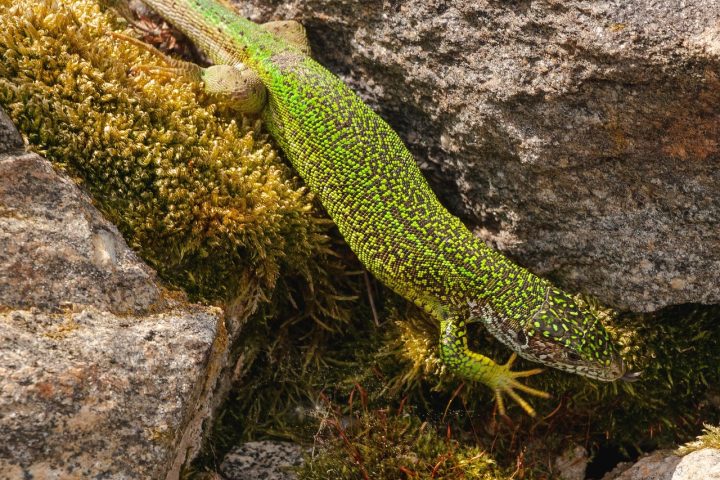 São animais de hábitos noturnos, que se alimentam de pequenos invertebrados como insetos, vermes e até outras salamandras.