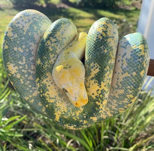 Manter tantos animais exige trabalho: são cerca de US$ 800 (aproximadamente R$ 4,3 mil) gastos por mês.