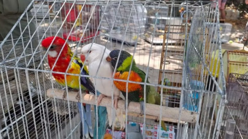 No total, 271 animais foram apreendidos na Feira da Parangaba; dentre os quais havia 187 nativos e 81 exóticos