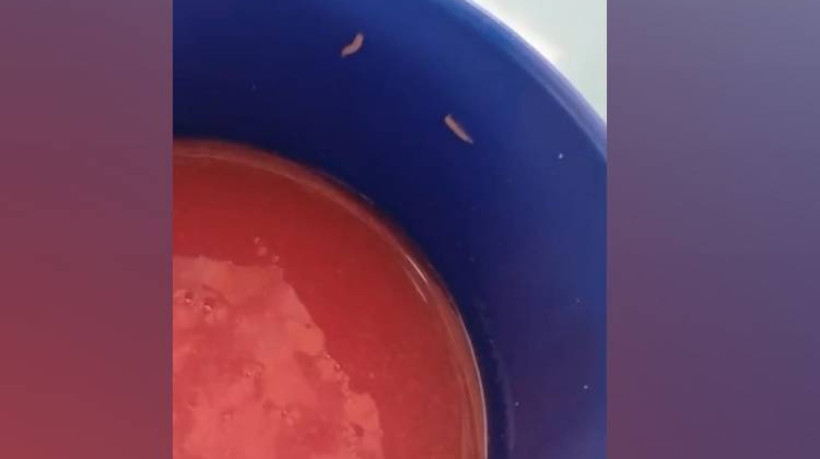 Larvas de mosca encontradas em copo de suco da escola