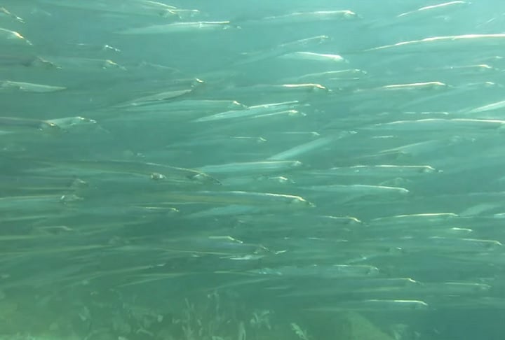 A espécie também é conhecida por realizar migrações gigantescas, em busca de alimento e condições ambientais favoráveis.