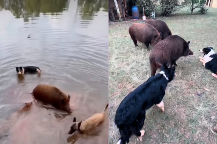 Todos viviam soltos na fazenda, podendo ir embora quando quisessem, e ele contou que fazia questão de respeitar esse ciclo natural.