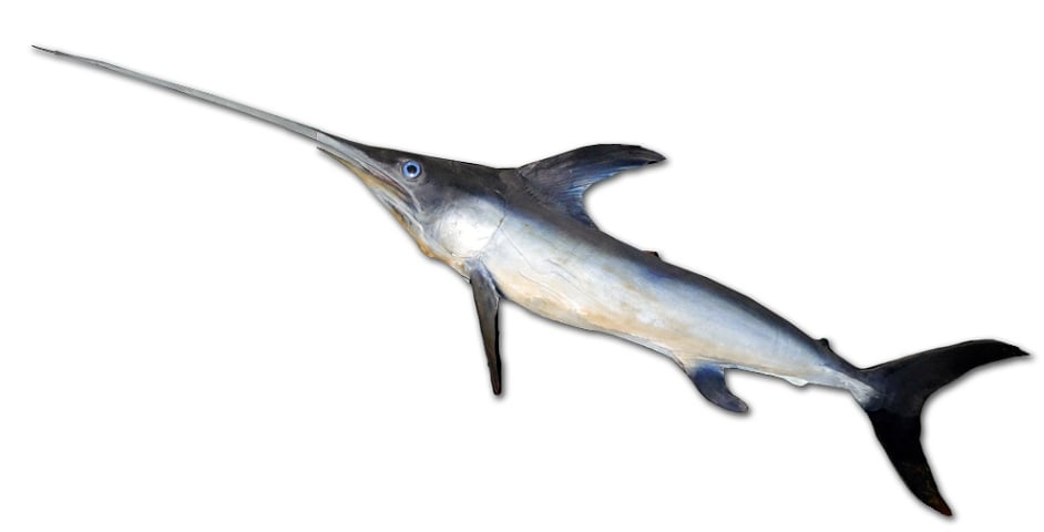 Além da nadadeira dorsal proeminente, o peixe-espada possui um corpo esguio e comprido, que o auxilia na natação rápida. Pode ultrapassar 80 km/h!