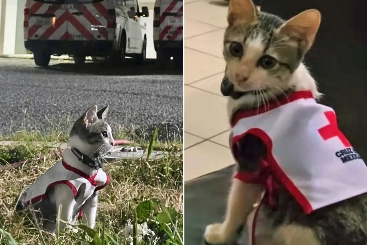 Para os voluntários, o felino simboliza solidariedade, empatia e esperança, mostrando que pequenos resgates podem transformar vidas. Histórias como a de Urgencio também reforçam por que os gatos conquistaram espaço como companheiros tão queridos nos lares brasileiros.