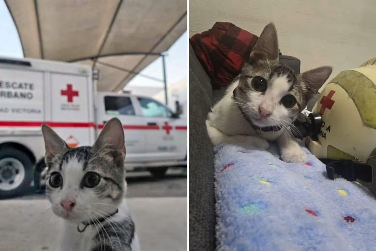 Um gatinho de rua adotado pela Cruz Vermelha de Ciudad Victoria, no México, tem encantado a internet. Batizado de Urgencio, ele ganhou uniforme com o emblema da instituição e passou a viver na sede da organização, recebendo cuidados veterinários, alimentação e muito carinho.