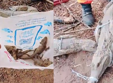 Nove jacarés foram resgatados na localidade de Cacimba do Meio, na zona rural de Crateús, na tarde dessa quarta-feira, 8
 