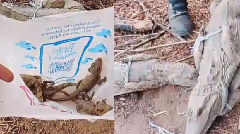 Nove jacar&eacute;s foram resgatados na localidade de Cacimba do Meio, na zona rural de Crate&uacute;s, na tarde dessa quarta-feira, 8

