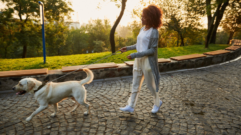 O ideal é passear com cães pelo menos duas vezes ao dia, mas a frequência e a duração variam conforme o tamanho, idade raça e energia do animal.