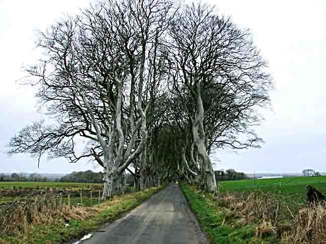 The Dark Hedges - Um dos principais pontos turísticos da Irlanda do Norte. Forma um túnel natural com mais de 150 faias (espécie comum na Europa Central) entrelaçadas, há mais de 300 anos. Foi cenário da famosa série Game of Thrones. 