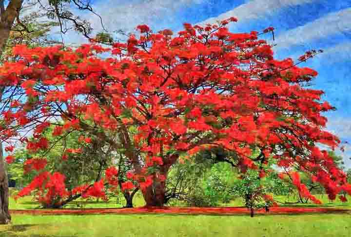 No Brasil, desponta pelas flores de cores vibrantes que contrastam com as folhas verdes. Há três variações: amarela, vermelha e roxa. Conhecida como árvore-do-fogo, atrai pássaros e borboletas. Seus frutos são vagens com sementes.