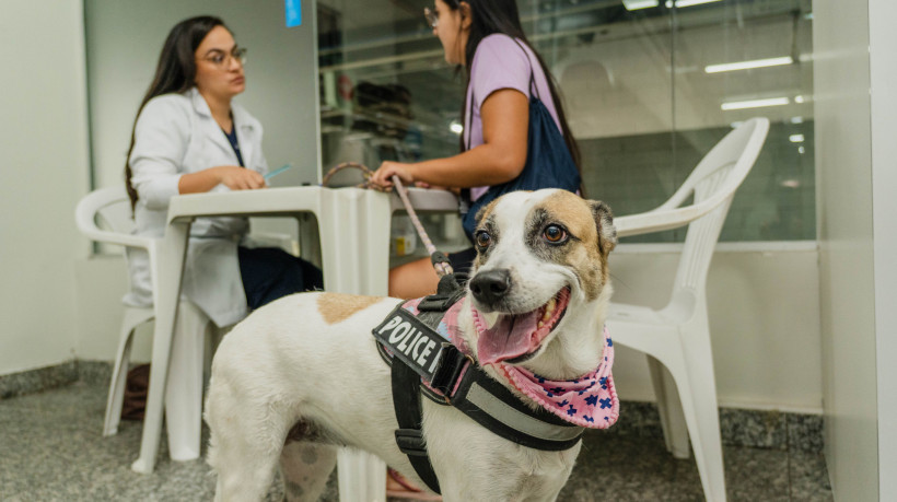Os cães foram a maioria dos atendimentos