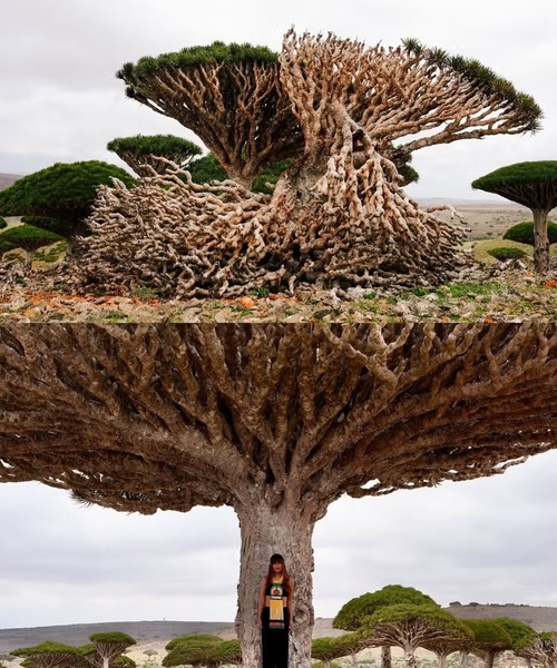 A árvore, afinal, é símbolo da ilha e conhecida pela copa em formato de guarda-chuva e pela seiva avermelhada que inspira lendas antigas.