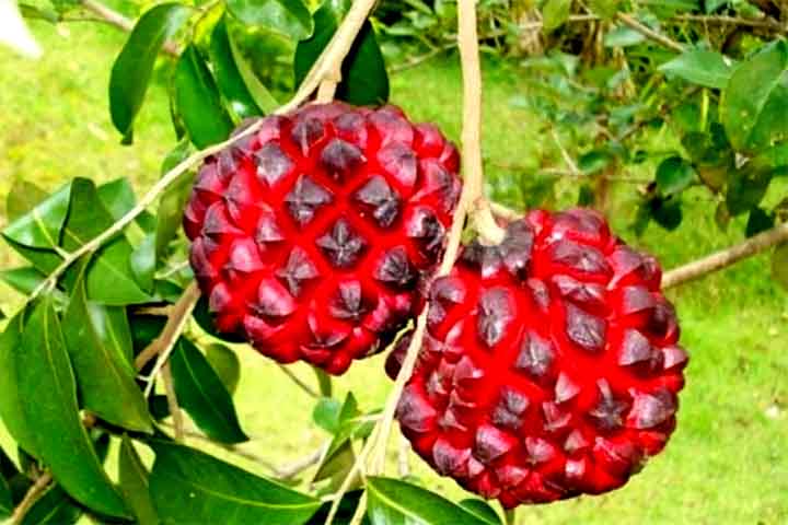 O Brasil tem uma fruta pouco conhecida, mas cujo nome é muito popular porque é usado para dizer coloquialmente que alguém está na pobreza. Ou seja, 