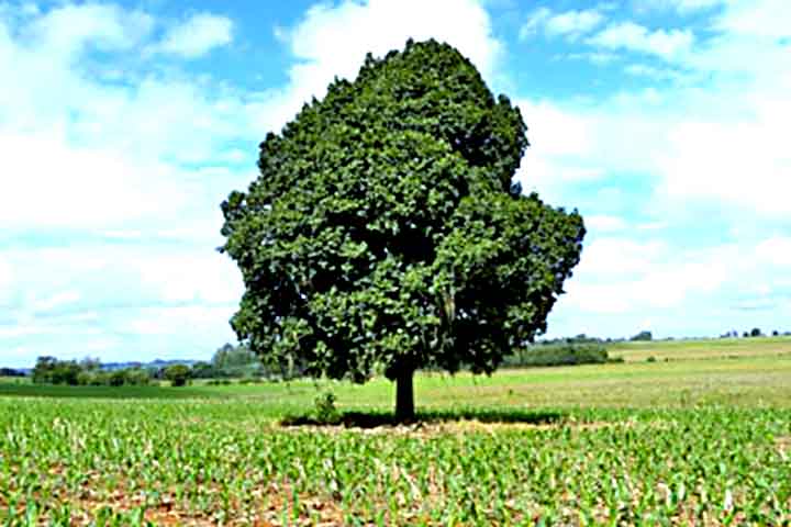 A árvore pode alcançar entre 15 e 20 metros de altura, com tronco de casca rugosa e diâmetro expressivo  .
Suas folhas são simples, alternas, brilhantes e medindo cerca de 8 a 12 cm  .
