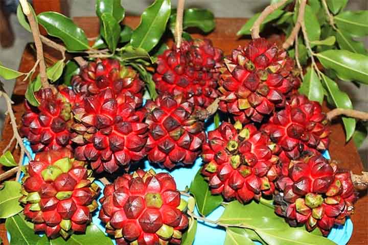 A expressão se vincula ao fato de ser preciso recorrer à fruta, mesmo sendo pouco nutritiva, em tempos difíceis  .
Ela ilustra bem a conexão entre a cultura popular e a botânica brasileira.
