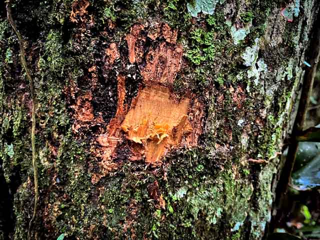 A madeira da pindaíba é de densidade moderada e resistente a cupins, sendo útil para construções rústicas  .
É usada em caibros, vigas, cabos de ferramentas e até na confecção de cordas  .