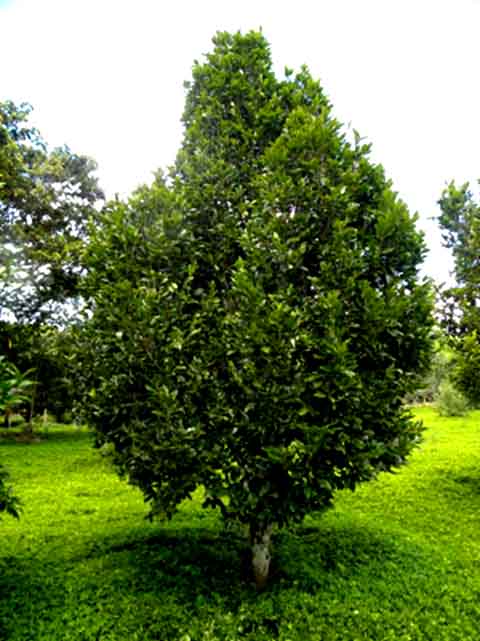 A espécie é considerada útil para reflorestamento e arborização urbana, por seu porte e atratividade. Plantar pindaíba pode ajudar na recuperação de áreas degradadas e trazer benefícios ao ecossistema.
