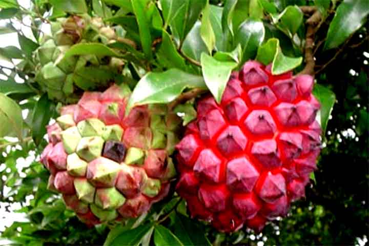 A pindaíba é considerada espécie nem pioneira, crescendo melhor em ambientes bem estabelecidos . Sua sobrevivência depende de sombra parcial e altos índices de umidade.