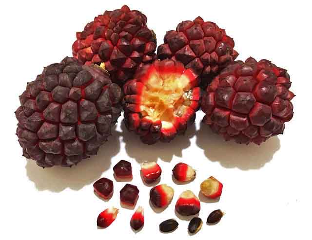 O fruto desperta curiosidade por seu sabor suave e aparência exótica, lembrando pequenas pinhas vermelhas  .
Ainda assim, permanece desconhecida por muitos, mesmo entre apreciadores de frutas nativas.
