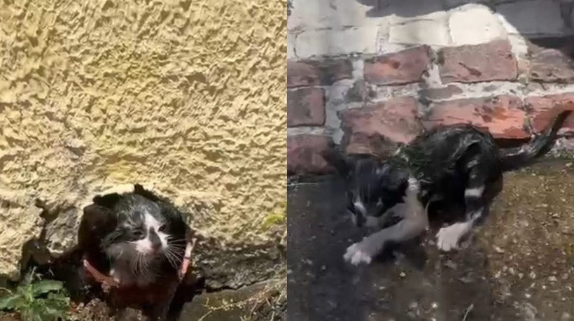 Gato preso em cano de residência no bairro Ellery, em Fortaleza, foi resgatado pelo Corpo de Bombeiros