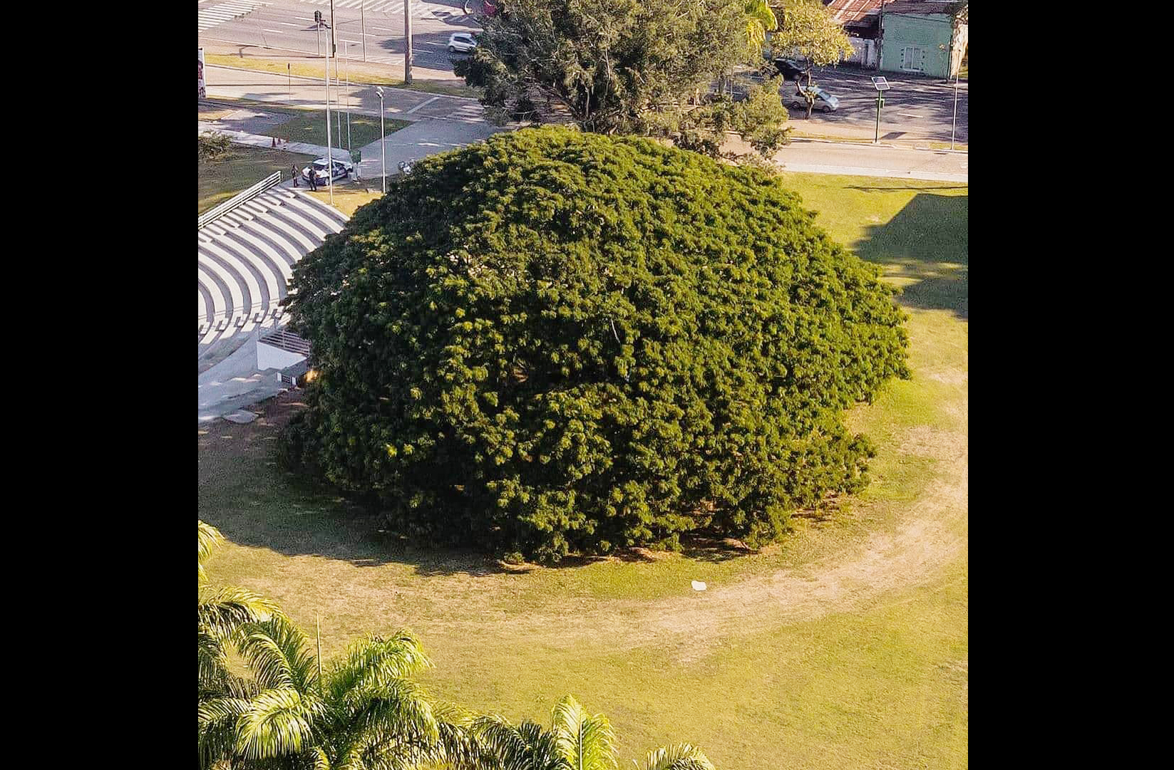 A espécie da Chorona é Samanea saman, também conhecida como Árvore-da-Chuva, nativa da América do Sul. Ela é conhecida por liberar gotículas durante a floração. O fenômeno dá origem ao apelido “Chorona”, popular entre os moradores.