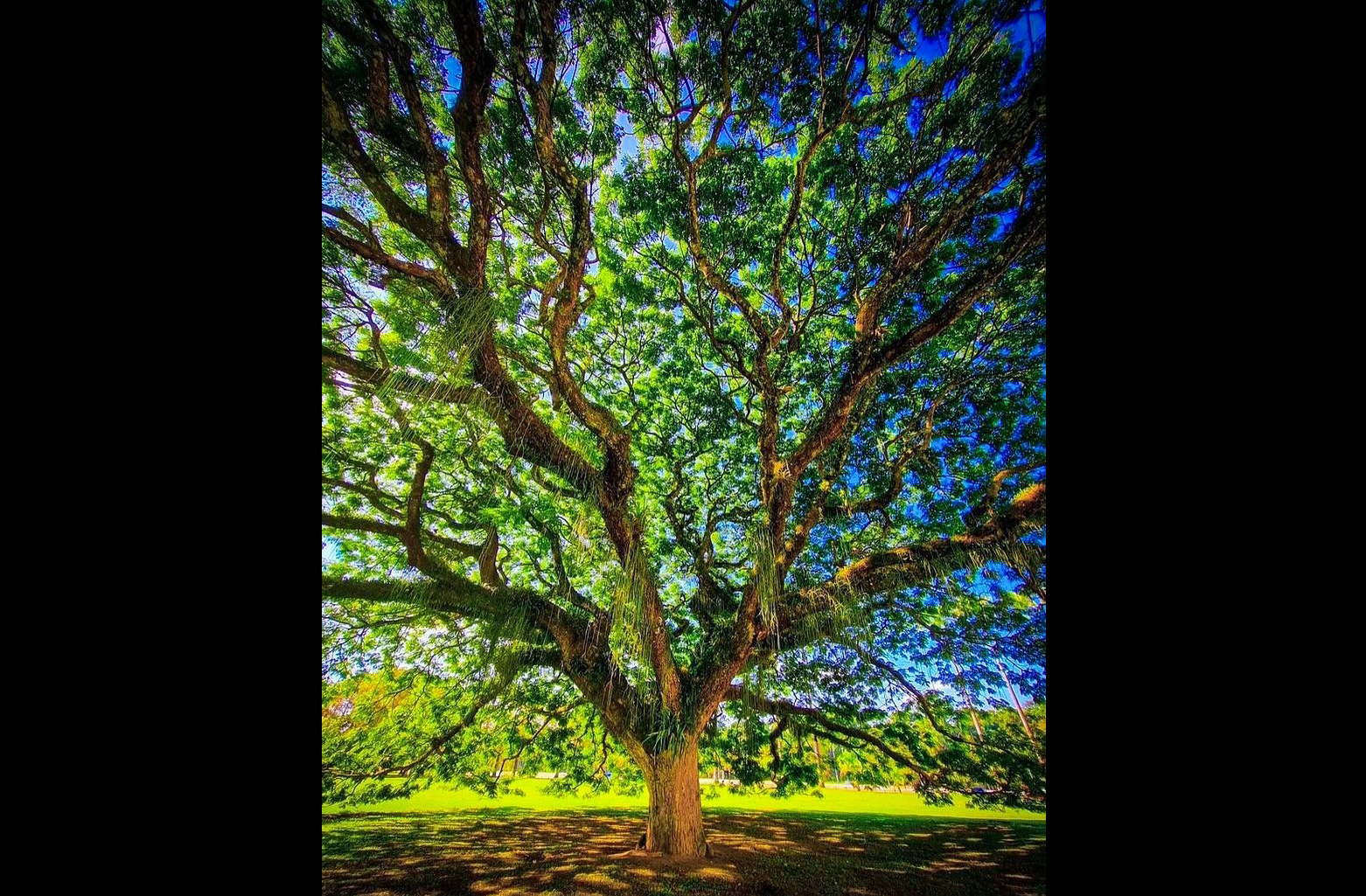 A árvore tem cerca de 14 metros de altura e um tronco largo que sustenta uma copa de 40 metros de diâmetro. Sua estrutura é impressionante e visível de longe. É um dos principais atrativos do Parque da Cidade.