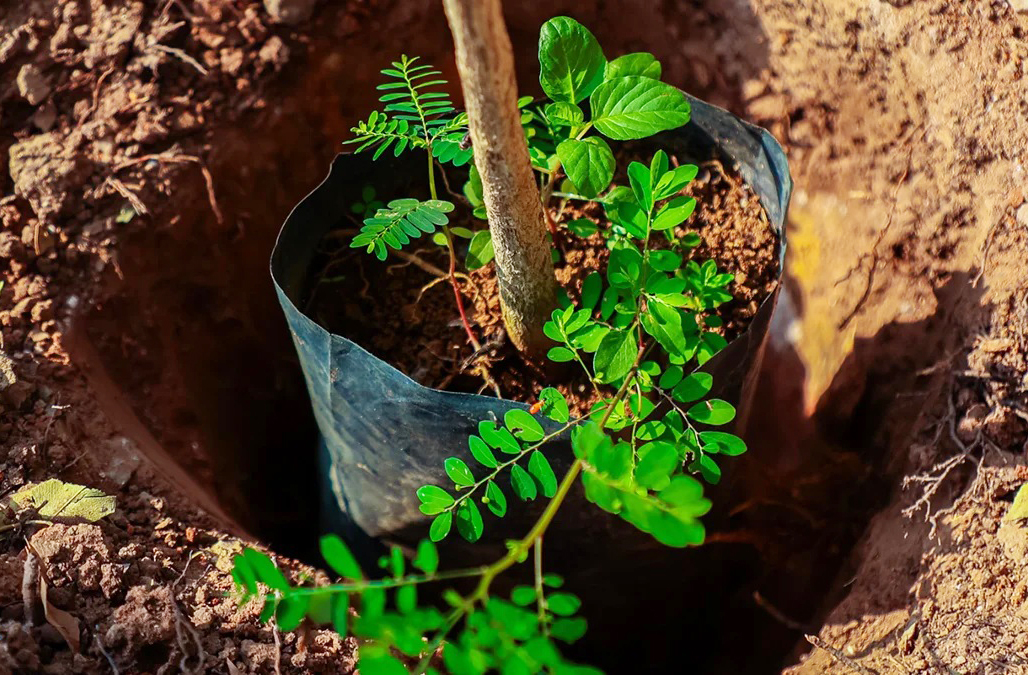 A história da Chorona inspira projetos de educação ambiental e plantio de árvores em áreas urbanas. Sua exemplo mostra que é possível conciliar cidade e natureza. A árvore é símbolo de esperança e preservação para futuras gerações.