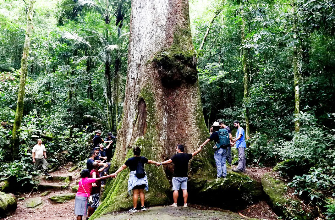 A árvore tem cerca de 40 metros de altura, o que equivale a um prédio de 13 andares e sete metros de circunferência, além de uma copa ampla que abriga espécies variadas de aves e insetos. Sua estrutura robusta é típica de centenárias da Mata Atlântica. O tronco largo e retorcido revela marcas do tempo e da sobrevivência.