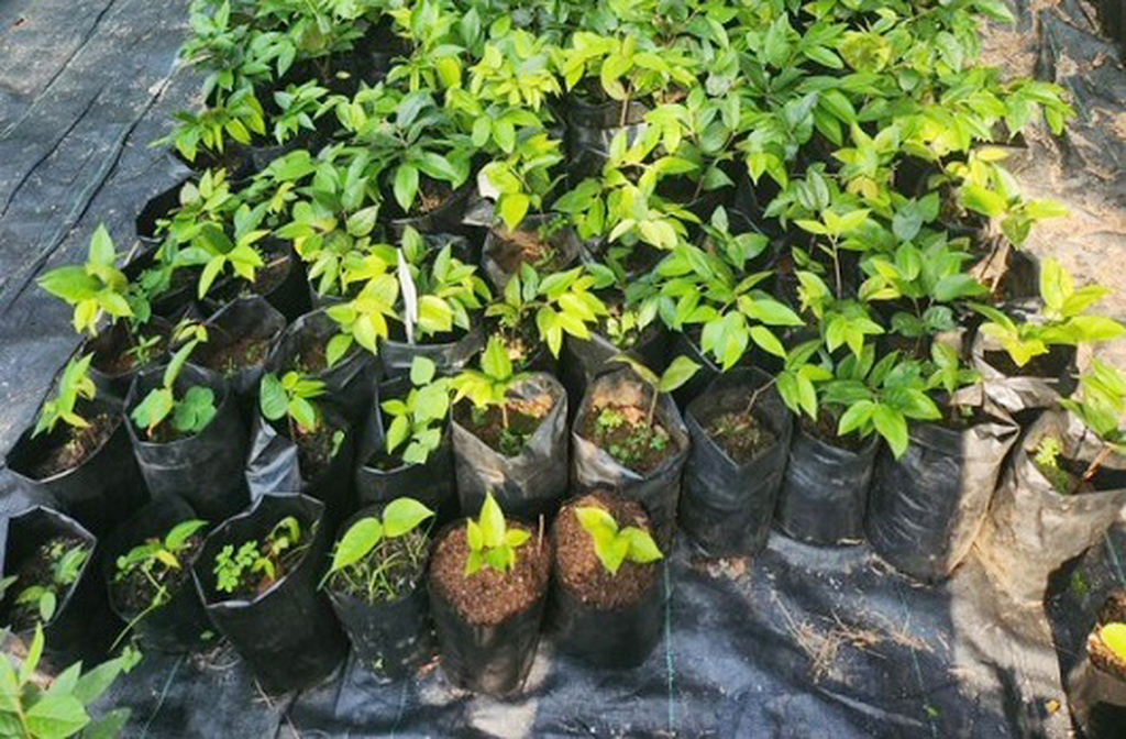 A espécie foi marcada para coleta de sementes e produção de mudas no horto da Fiocruz Mata Atlântica, com o objetivo de reintroduzi-la na natureza. Essa ação segue as recomendações de órgãos oficiais de conservação, como o Centro Nacional de Conservação da Flora (CNCFlora), explicou o pesquisador.