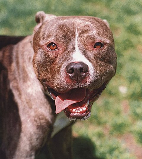 Tutores de cachorros ferozes respondem criminalmente pelos danos causados pelos animais. E podem ser condenados à prisão. 