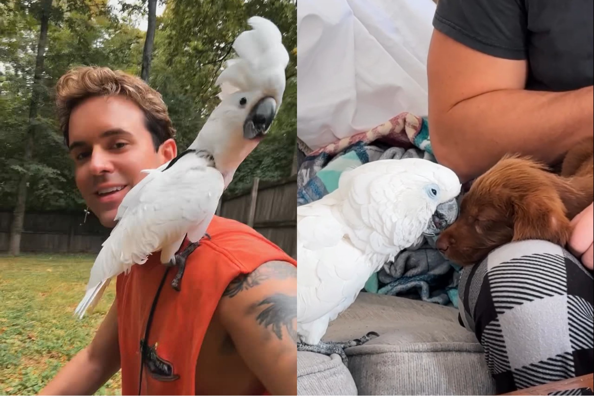 Com o tempo, surgiram brincadeiras, carinhos e até cochilos lado a lado. Hoje, as duas são inseparáveis, provando que amizade verdadeira não conhece barreiras de espécie e que, com paciência, os laços mais improváveis podem florescer.