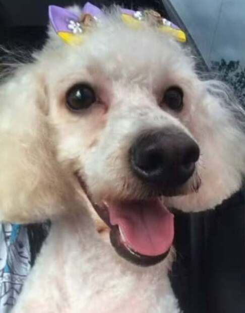 No dia 23/8/2025, uma poodle toy de cinco anos morreu após ser atacada por um pit bull sem focinheira e guia adequada em Praia Grande, em São Paulo. O caso ocorreu em 23 de agosto, na Rua Josefa Alves de Siqueira, bairro Anhanguera.