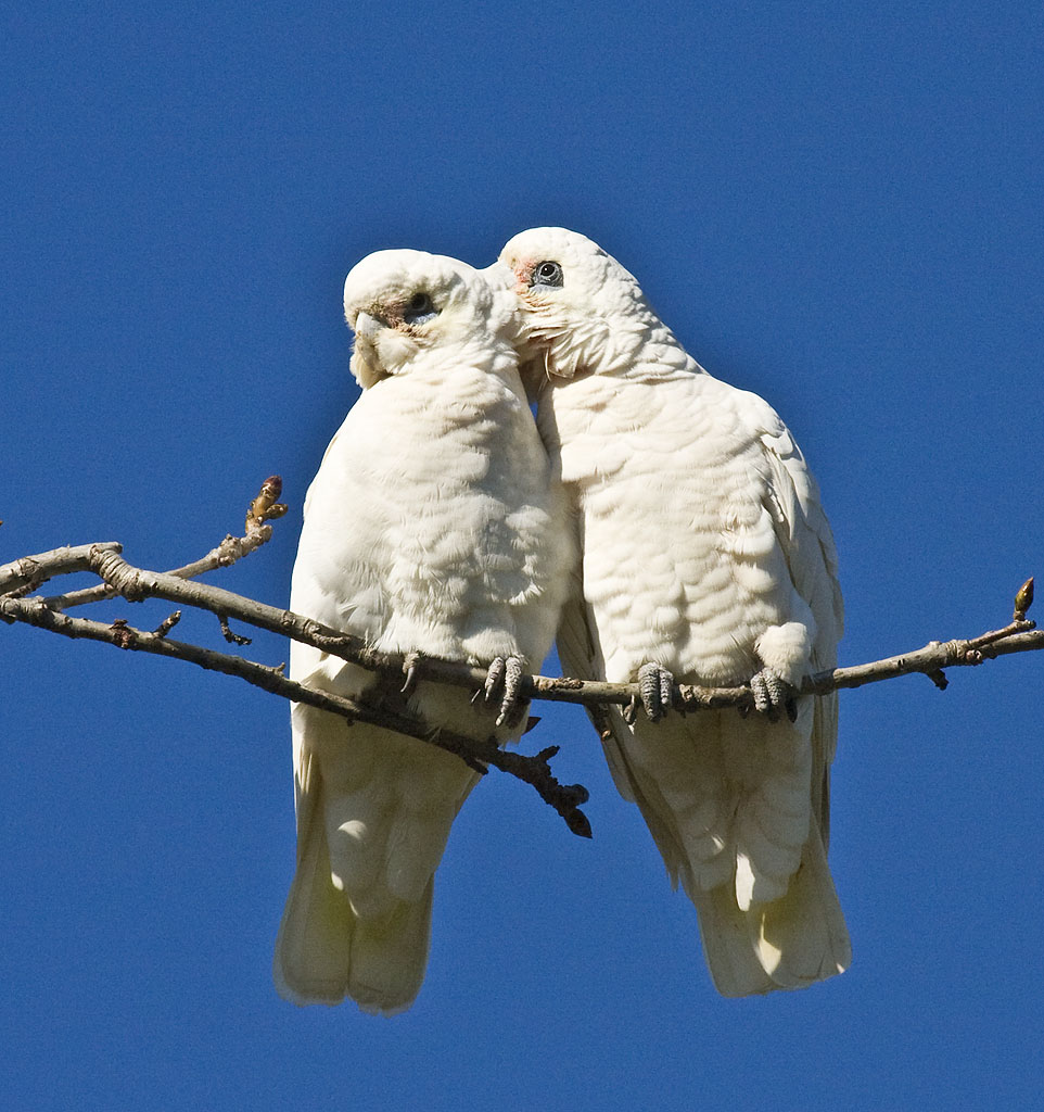 Não é fácil distinguir machos e fêmeas já que não existem características físicas próprias de cada sexo. Existem diferenças nas cores da crista ou na cor dos olhos. No entanto, elas são muitas vezes sutis e é preciso ter aves dos dois sexos para comparar.