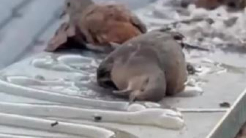 Projeto de lei propõe proibição de armadilhas letais a animais em áreas urbanas