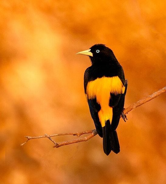 Os temas das músicas do artista falavam sobre amor, autodescoberta, traição, alegria e principalmente sobre os pássaros e as maravilhas naturais do Brasil, como a Mata Atlântica, personagens do folclore brasileiro e sua cidade natal, o Rio de Janeiro. 