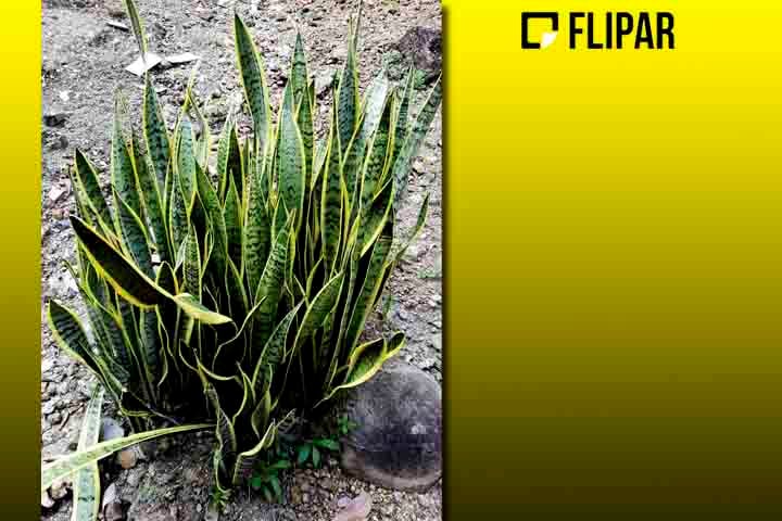 Planta espada de São Jorge - Também conhecida como espada de Iansã, é considerada um amuleto por muitos brasileiros. Posicionada ao lado da entrada de casas e comércios, teria o condão de afastar o mau-olhado e atrair boas energias. 
