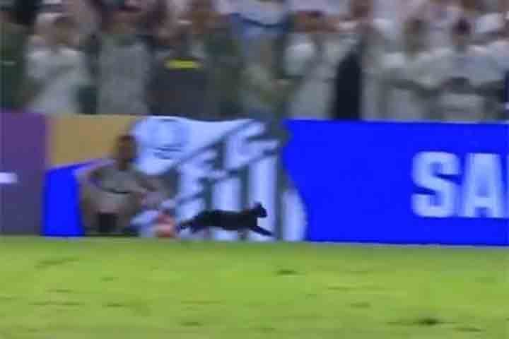 Devido à crendice originária da Idade Média que associavam gatos pretos a trevas e bruxarias, há muitas pessoas que ainda hoje consideram esses felinos portadores de má sorte.